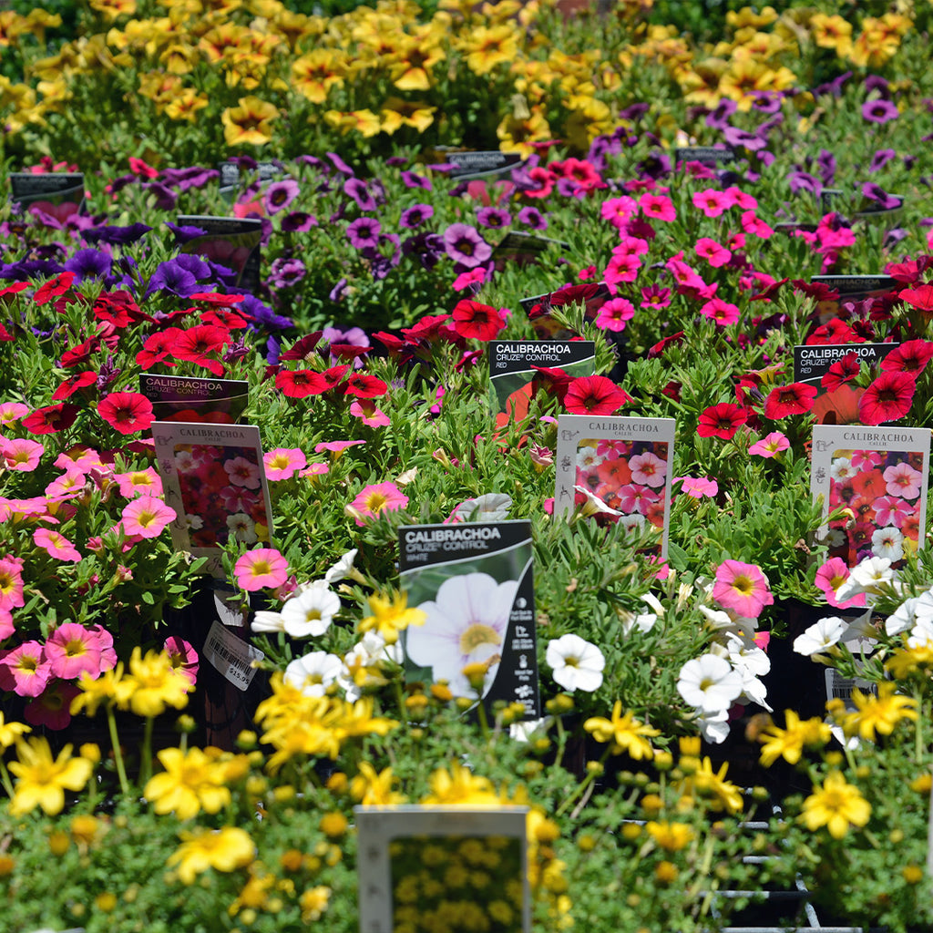 Adding Instant Colour to Your Garden