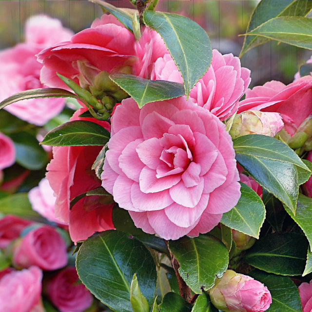 Camellia Japonicas